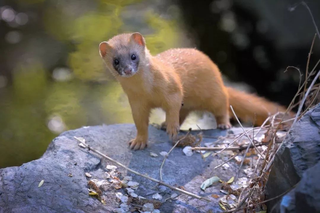 燕园夏趣|偶遇黄小鼬_黄鼠狼