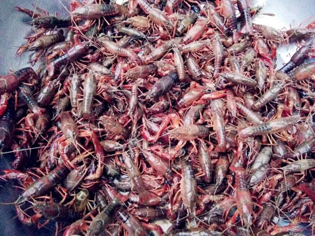 凯里乡村小龙虾出窝了一抓一大把大个头的农户每斤卖15块