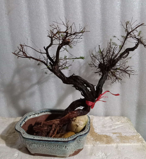 火棘,蝴蝶枫是一种从日本引进的槭树科槭树属落叶小乔木.