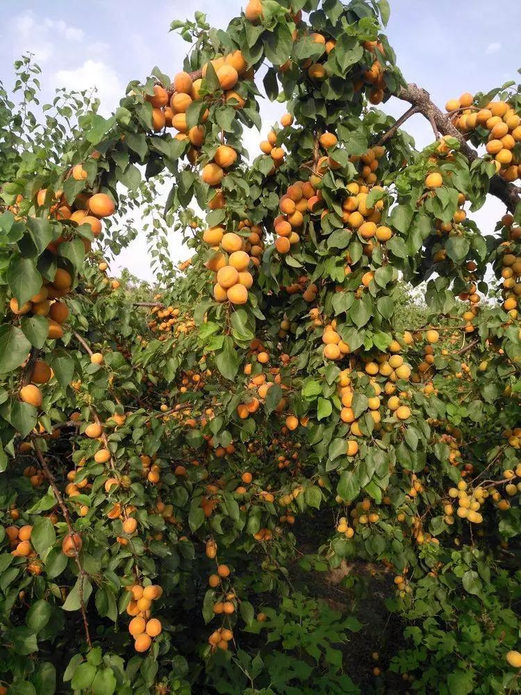 相公庄街道十九郎鸣羊山生态园无公害大甜杏熟了欢迎品尝采摘