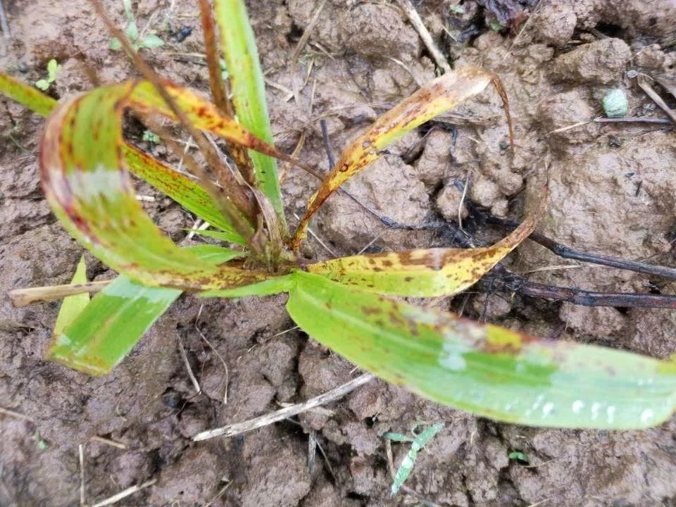 阴雨寡照天气对高粱生长的影响及田管对策