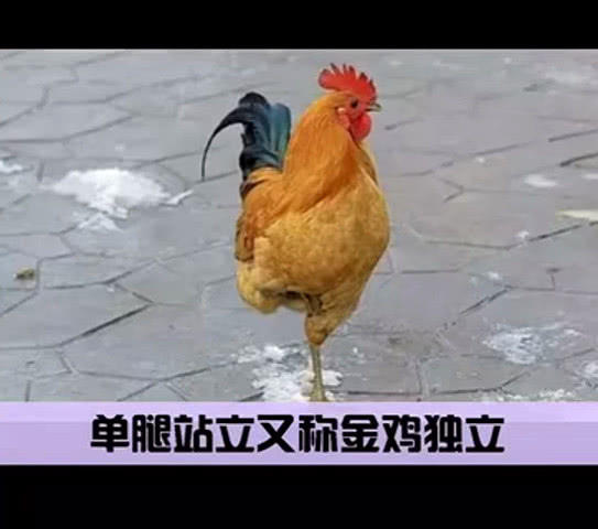 惊掉下巴的冷知识:单腿站立可以预测死亡?金鸡独立有什么好处