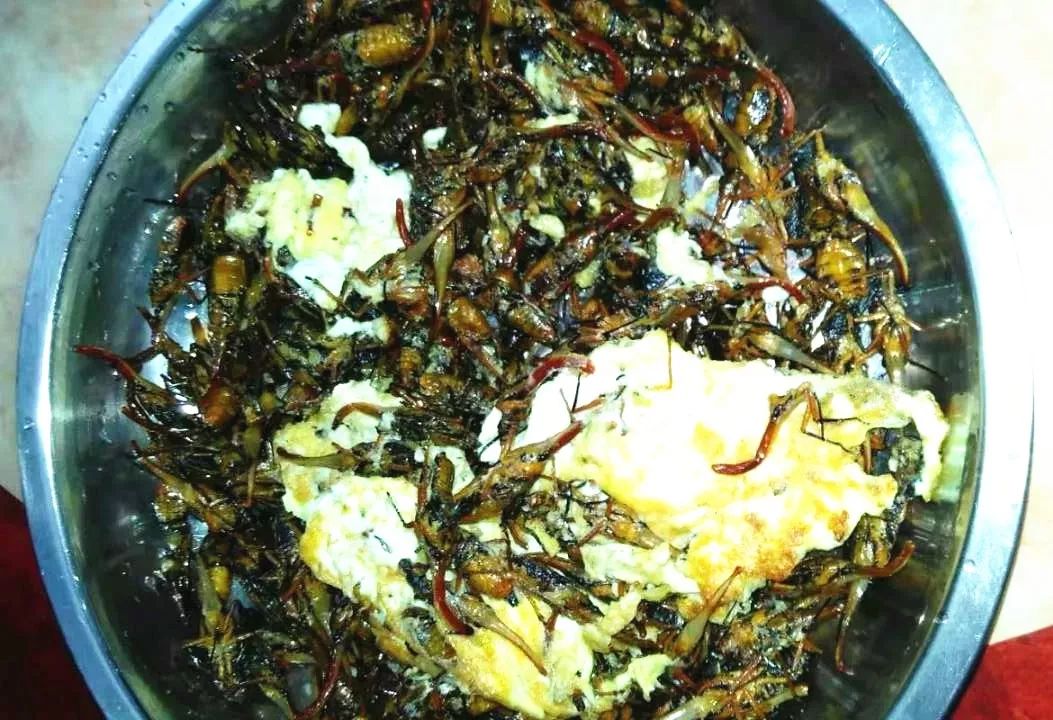 这个长相妖艳的害虫,曾被许多罗定人生吃,油炸