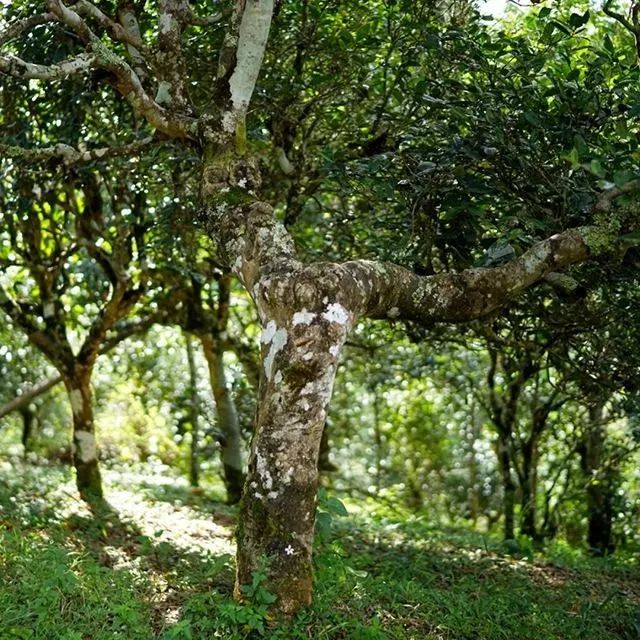 茶山茶识那些不得不提的茶山山头之老班章