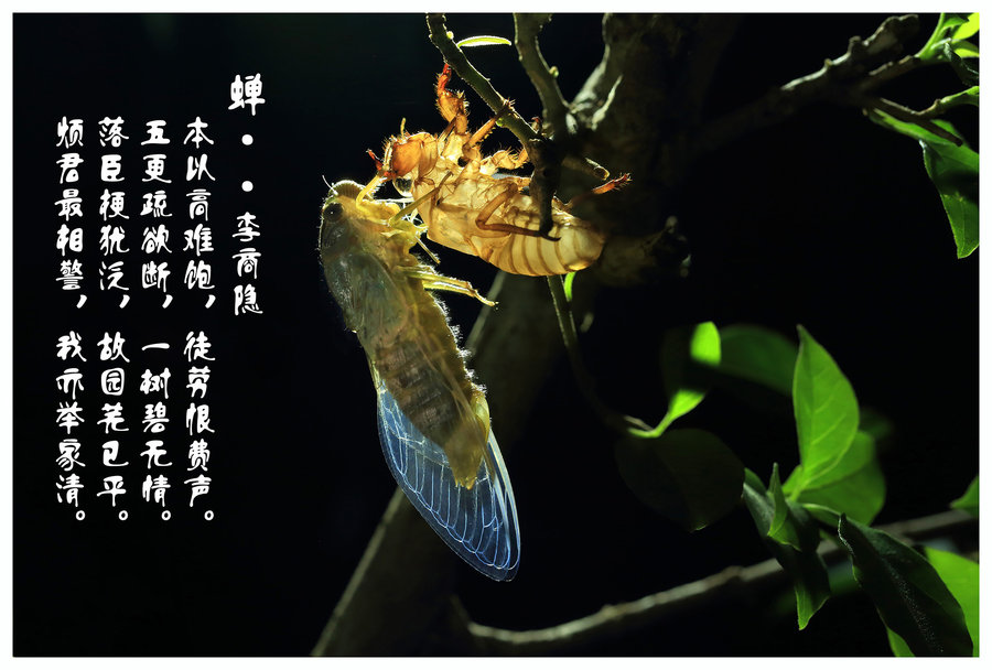 成功三大定律荷花定律金蝉定律竹子定律