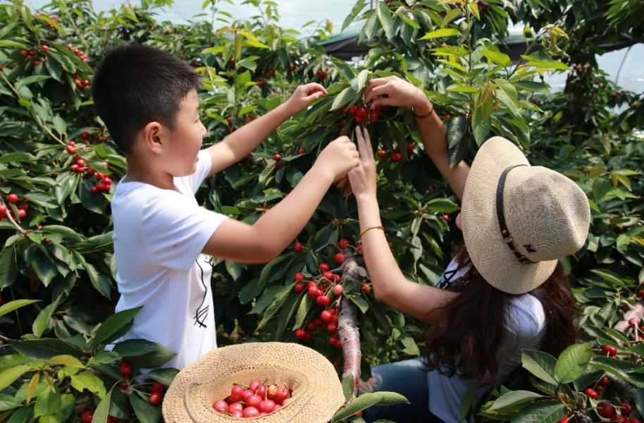 2019大连国际大樱桃节官宣来了!不仅仅是吃樱桃呦
