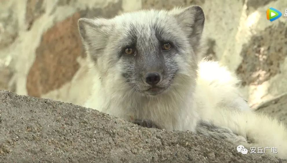安丘留山发现白狐,镜头全记录_狐狸