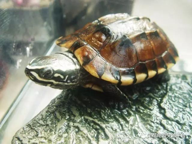 马来食螺龟的饲养心得