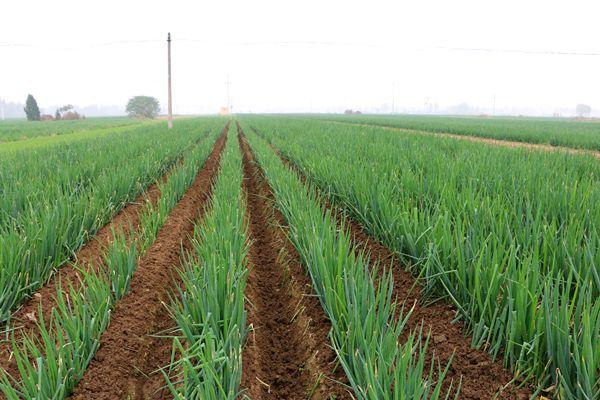 六个技巧让你种出优质大葱高产的第一步这样做省心又实用