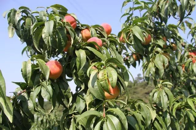 杏好遇见你野川梦现山庄丰园红杏采摘开始啦