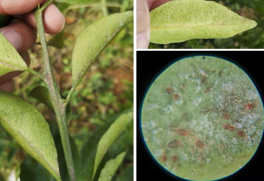 柑橘红蜘蛛总是打不死果农掌握几个小技巧少用药效果好