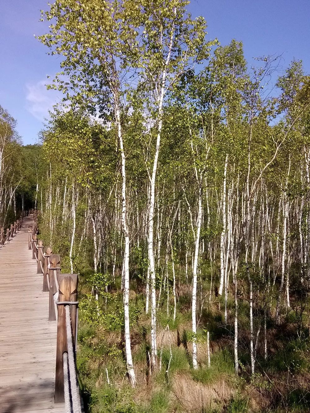 欣赏带你去看绥芬河的白桦林