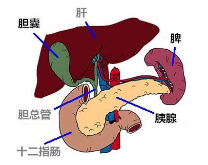 内分泌腺和外分泌腺图片