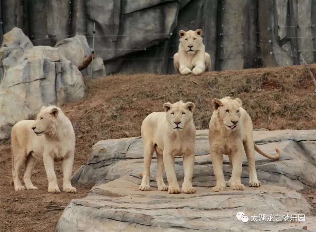 太湖龍之夢動物世界車行區端午半價特惠趕快來預訂吧