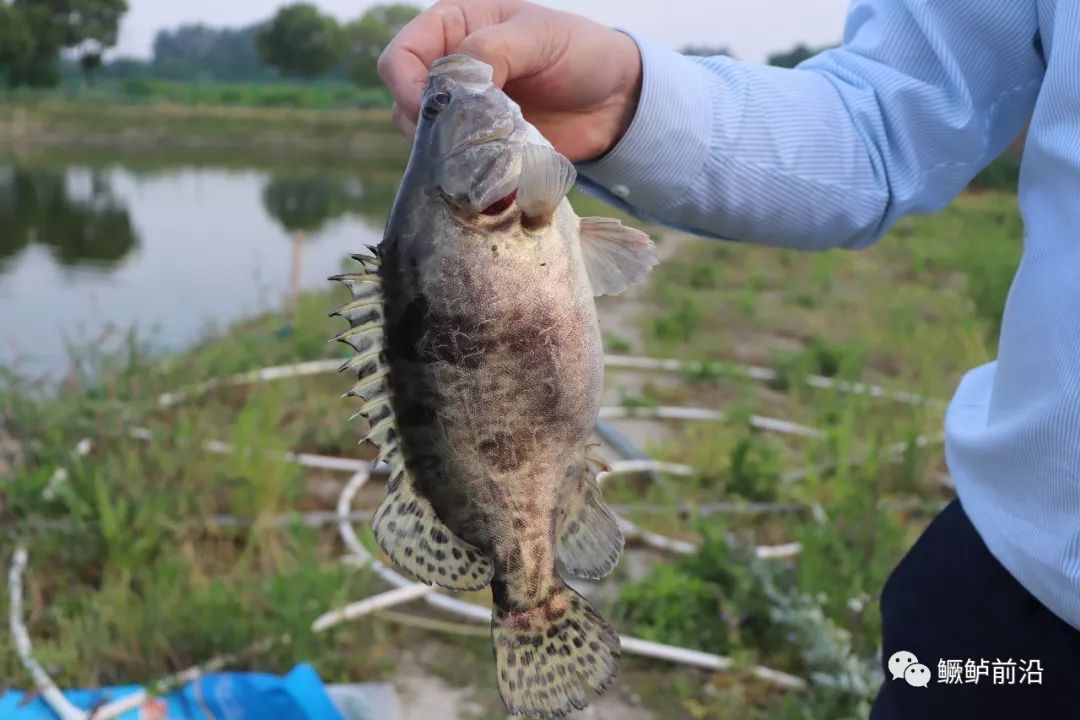 历时5年突破,这家料企正式进军鳜鱼市场_驯化