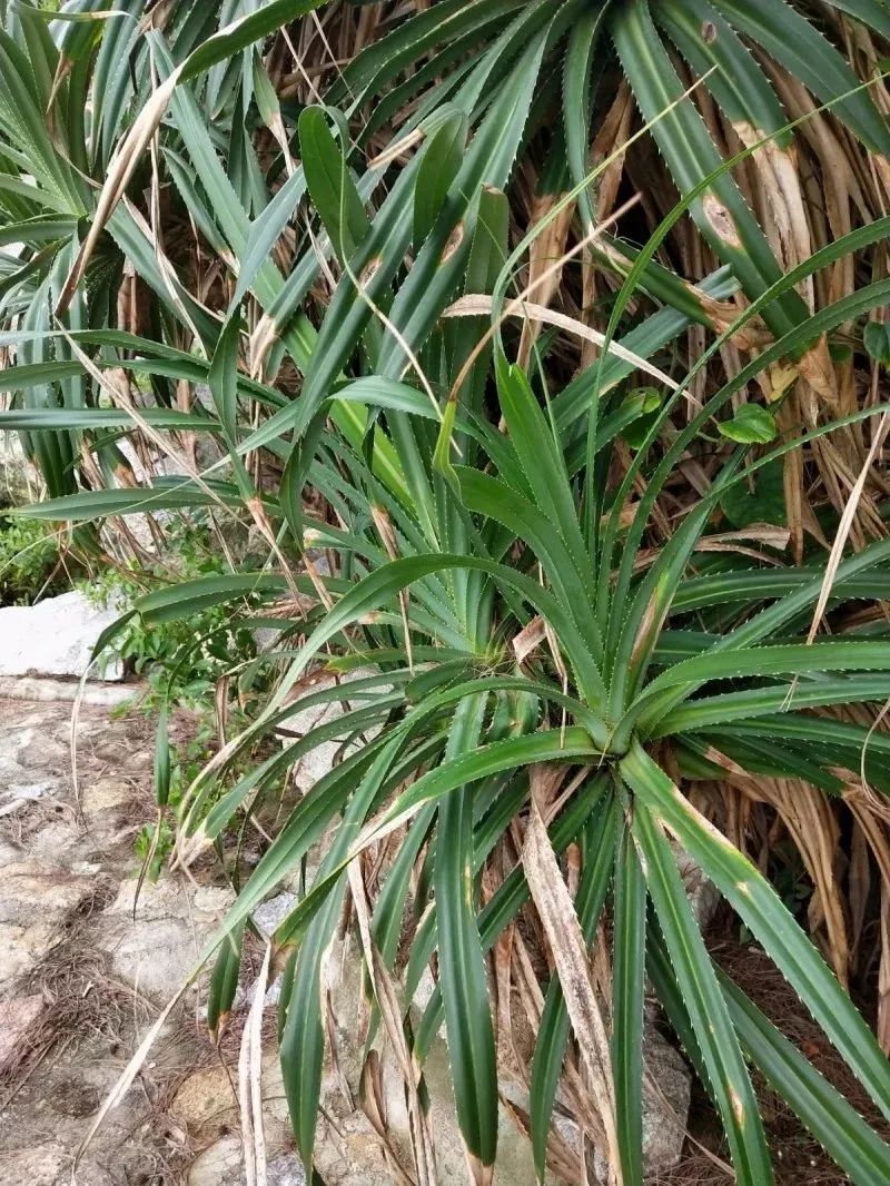 两条长长的簕古叶打结,叠,穿,绕,看起来很难.