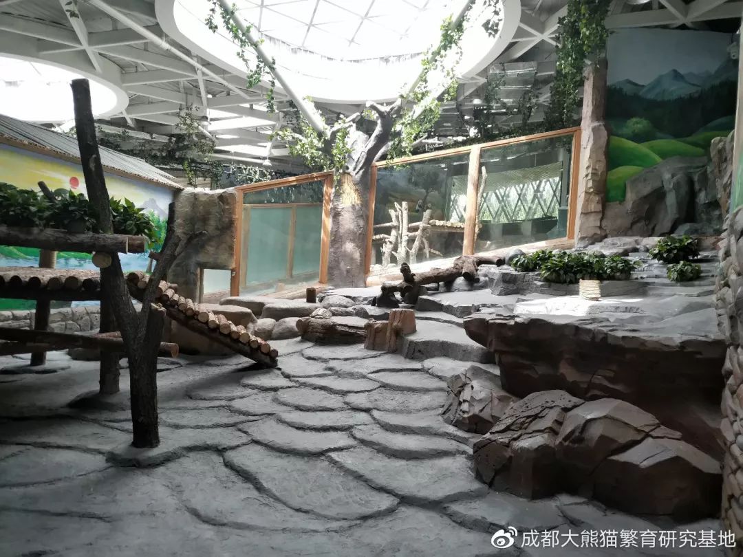 大熊猫"和兴"和"双欣"入驻西宁,新家长这样!