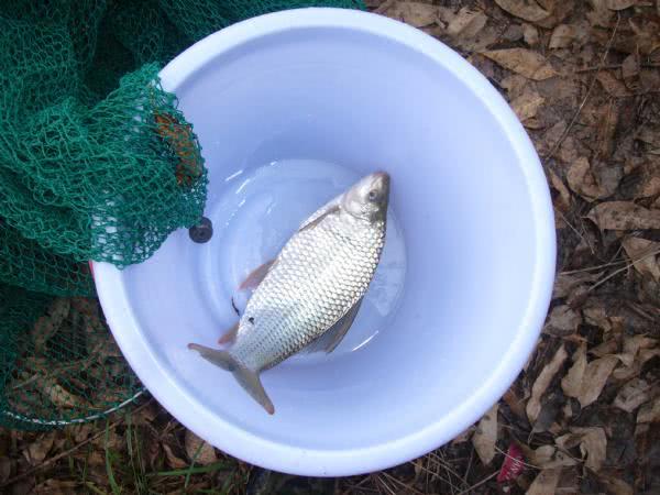 原创广西人都喜欢钓土鲮,一斤鲮鱼都能切1.2的子线