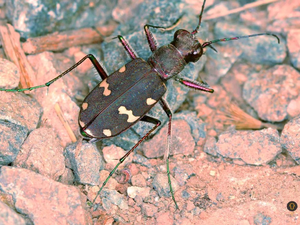 端午刚好遇见你能飞能跳能吃的你