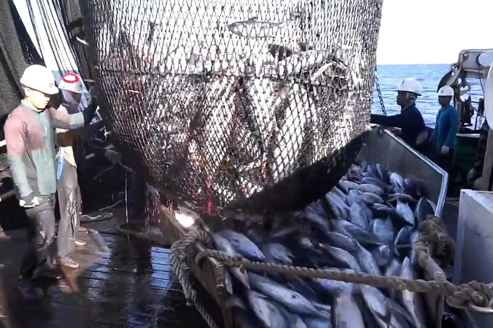 先用直升飞机观察寻找鱼群渔船再下网捕捞够先进