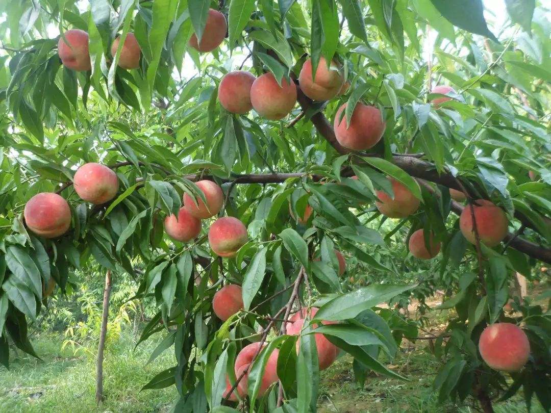 蜜桃采摘季 ▎生态采摘,"桃"不掉的诱惑!_桃子