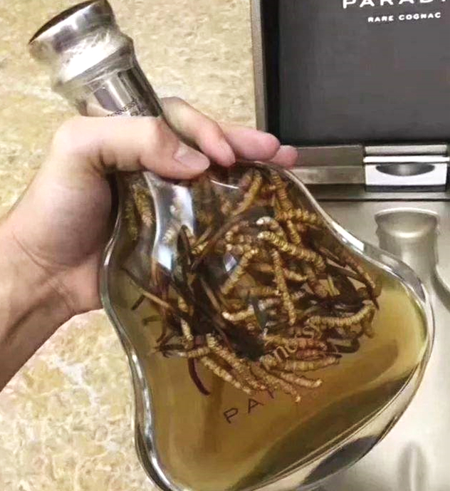 冬虫夏草泡酒喝远离中年危机保持年轻活力