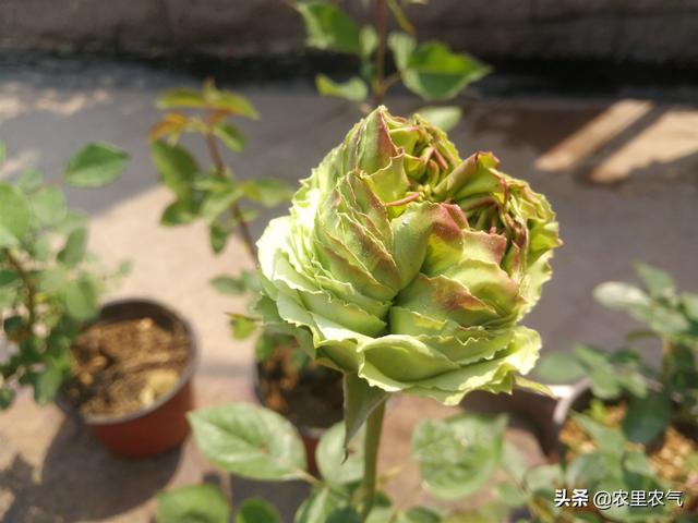 六月初夏月季花的栽培管理把握這些要點