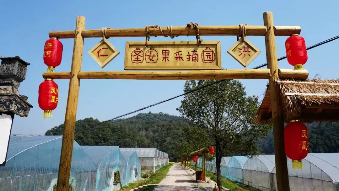 仁洪网红圣女果园等你来!