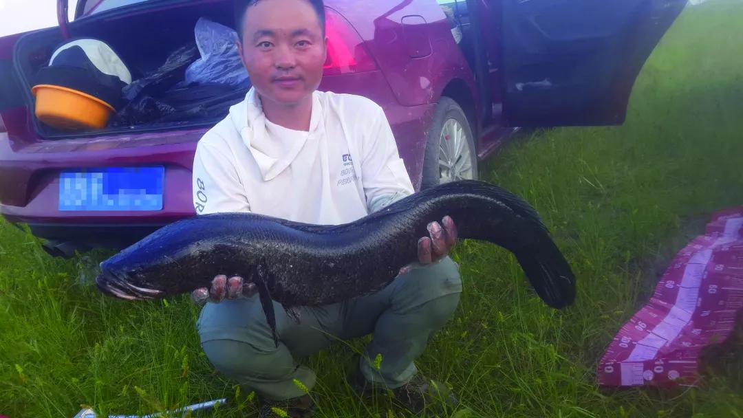 "杂牌子"钓竿钓获两条大黑鱼,最大的体长89厘米!
