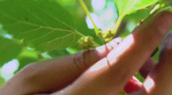 食用|一小把桑葚，就能给身体带来5大好处！