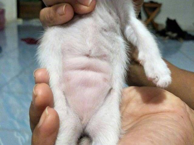 你们见过喵星人的腹肌之后,你确定还会再继续堕落下去?