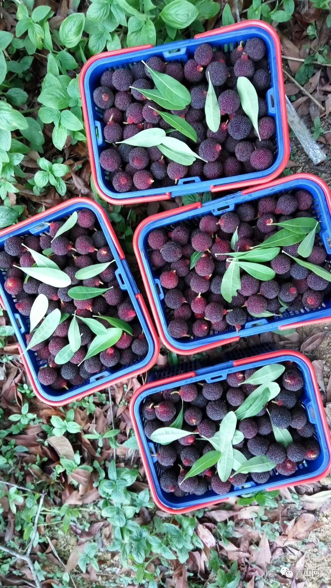 今年杨梅中的珍品天价的乌酥杨梅