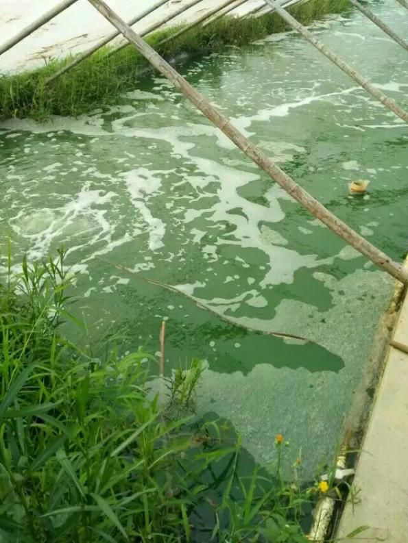 蓝藻(螺旋藻,鱼腥藻,颤藻,蓝纤维藻)以及少数的裸藻都能呈现出浓绿水