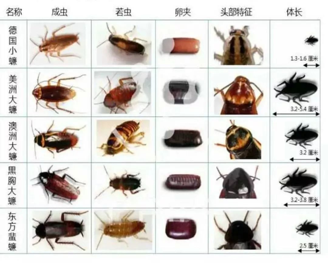 벻󯽺Ըܼ