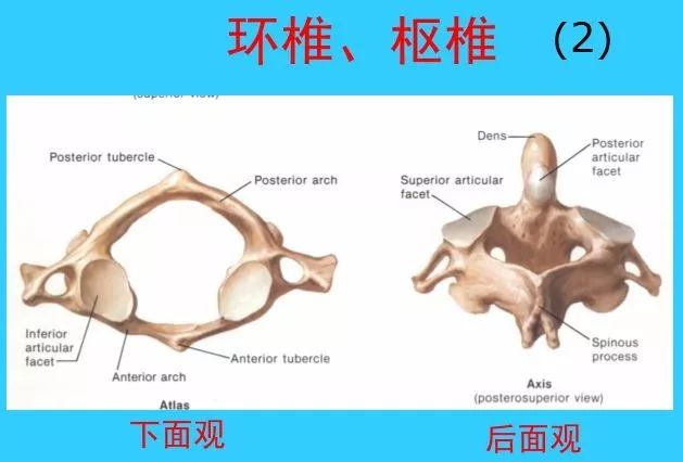 颈椎关节图片及名称图片