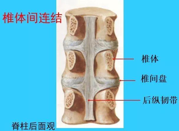 (2)胸段關節突關節面近似冠狀位.