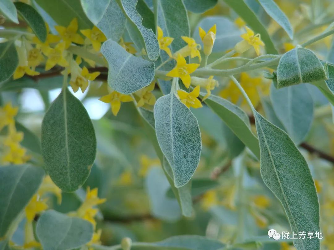 家乡的沙枣花 || 吕凤萍
