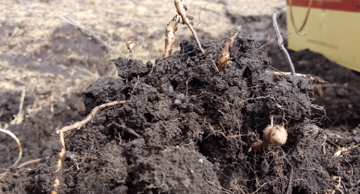 蕨麻又名人参果来自雪域高原的馈赠