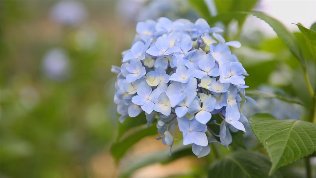 绽放的绣球花燃烧你的少女心还免费哟