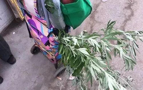 提醒一元一把艾蒿草在烟台卖得欢专家小心是毒草豚草