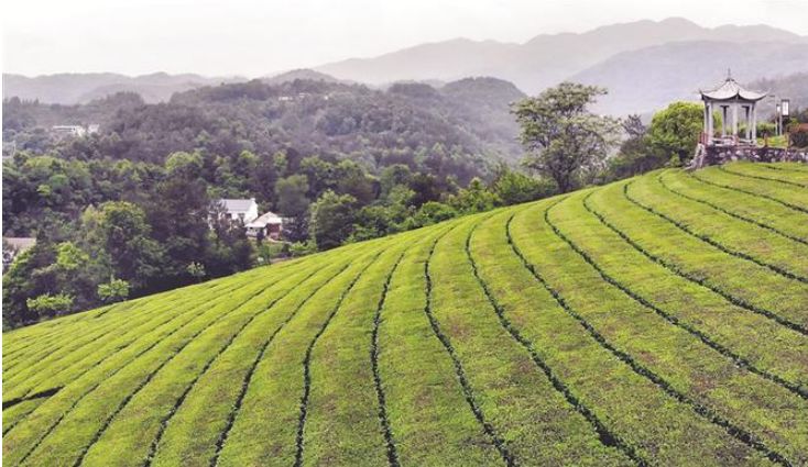 "我们的茶品滋味丰富,口感饱满,多次荣获中国茶叶学会'中茶杯'金奖.