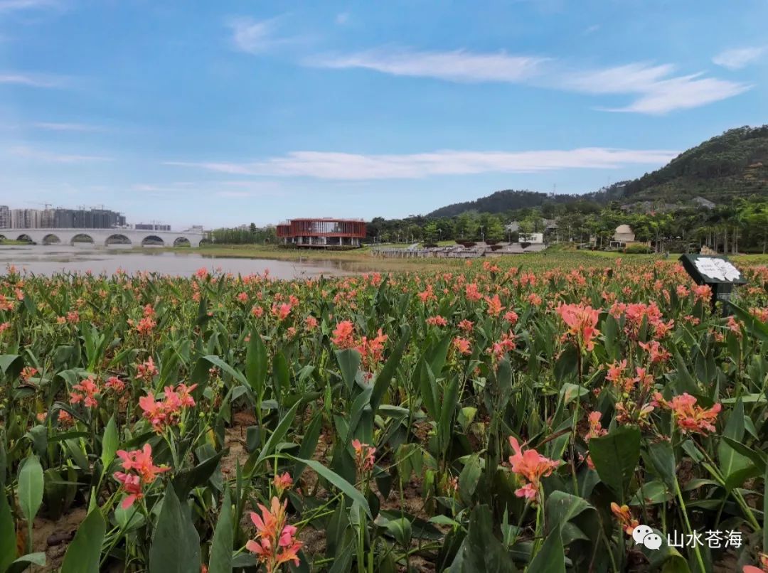 初夏的苍海湖,已被大片粉色花海包围!
