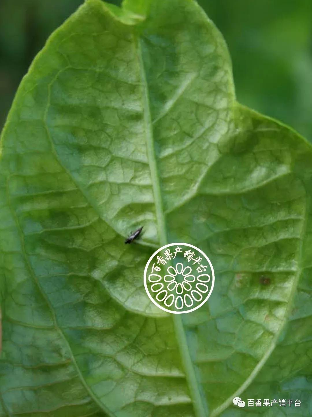 百香果蓟马难打?这5个防治要点须注意!