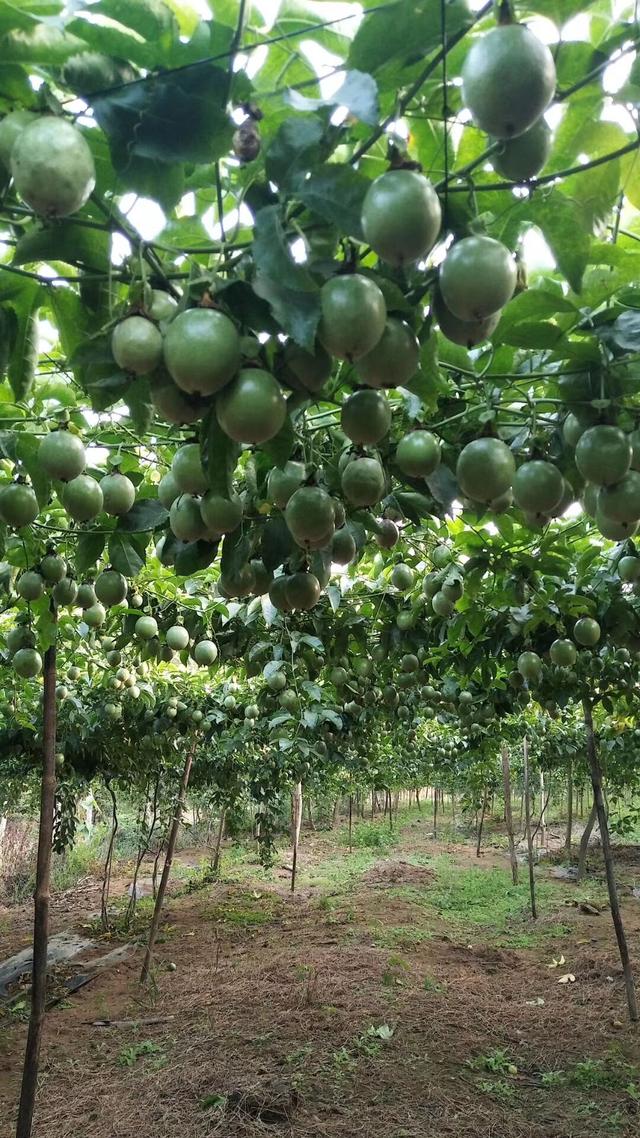 瑶族人高山百香果的成长来源_种植