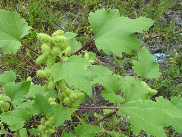 我们都被苍耳那人畜无害的样子给骗了这种植物其实不简单