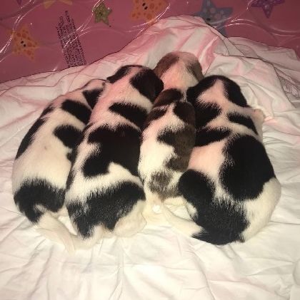 主人收养了一只怀孕的金毛,结果居然生出一窝斑点狗.