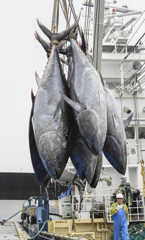 蓝鳍金枪鱼捕捞图片