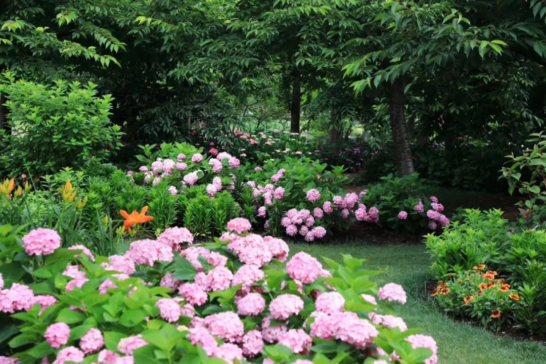 先来一睹为快吧~此时的绣球花正在绚丽绽放.