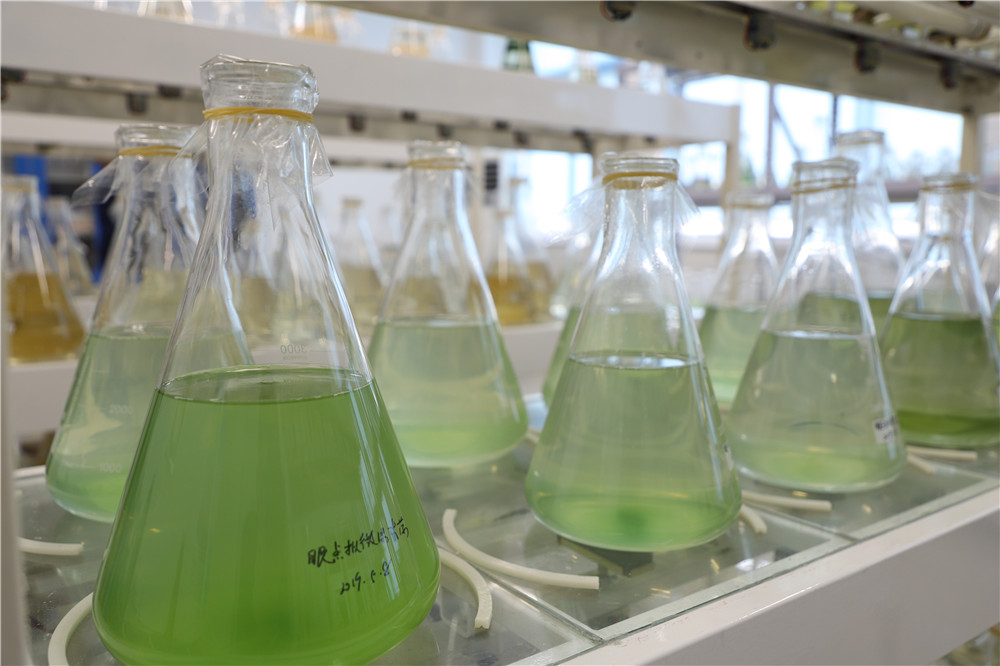 原创威海海洋职业学院与60余家企业建立了合作关系的微藻库