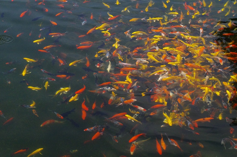 碧潭观鱼图片